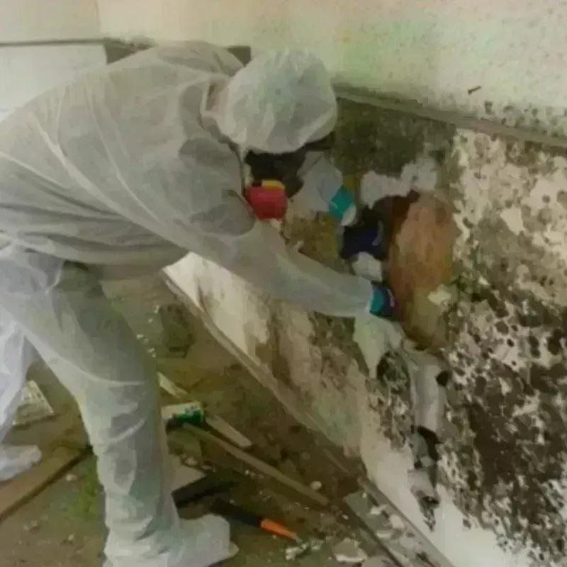 Mold Remediation and Removal in San Jacinto County, TX